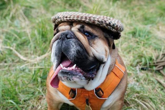 Bulldog inglese rosso che indossa un cappuccio fuori per una passeggiata e che si siede sull'erba