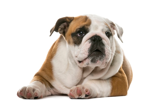 Bulldog inglese sdraiato davanti a un muro bianco