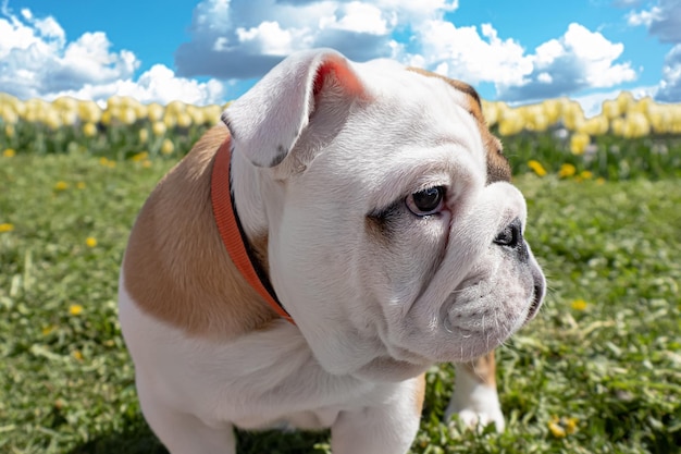 Bulldog inglese sul prato Ritratto Animali Un cane di razza