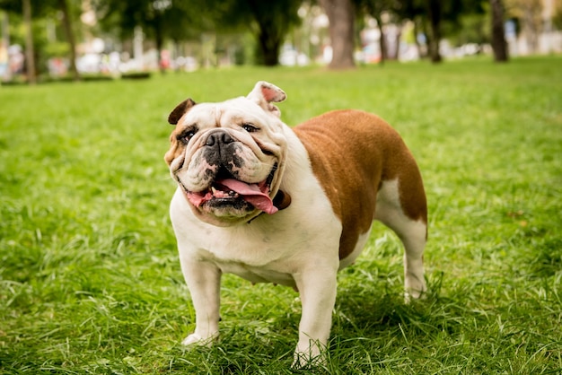 Bulldog inglese sveglio al parco