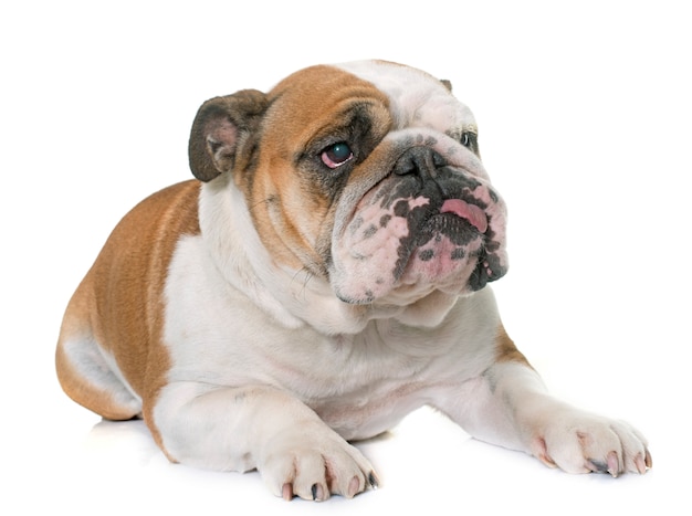 bulldog inglese