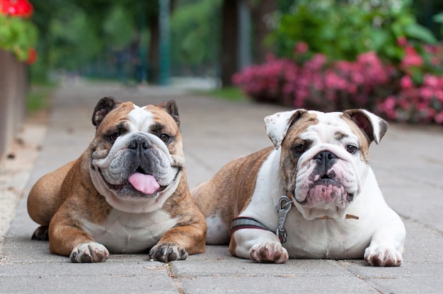 Bulldog inglesi nel parco