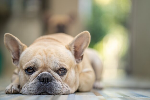 Bulldog sembrante sveglio che si trova sul pavimento piastrellato