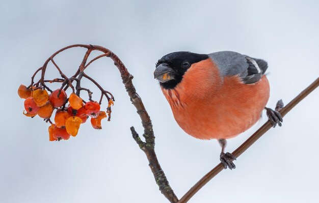 Bullfinch si siede su un ramo di una cenere di montagna rossa in una fredda mattina d'inverno