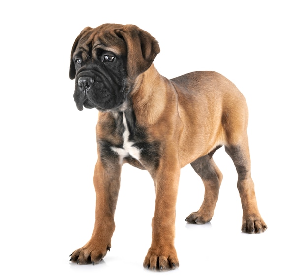 bullmastiff cucciolo in studio