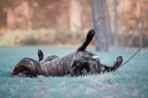 Bullmastiffl cane sull'erba smerigliata nel parco autunnale e guardando lontano