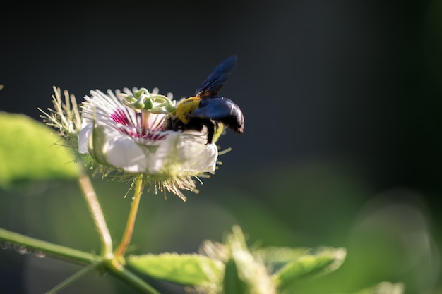 Bumble Bee con fiori