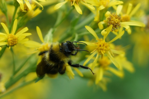 Bumble Bee lavora sul fiore