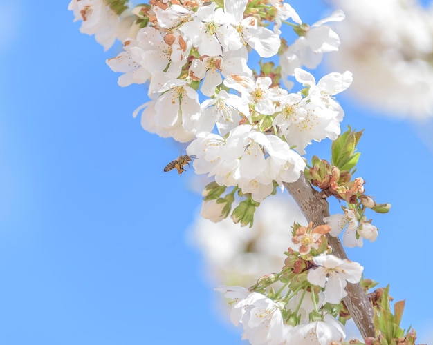 Bumble Bee primaverile su fiori di ciliegio sfondo blu cielo rosa fiori che sbocciano