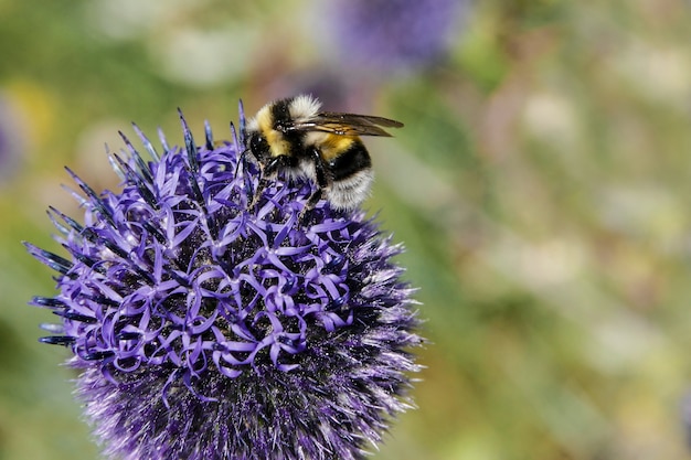 Bumble Bee raccoglie il nettare dal fiore viola su sfondo colorato sfocato