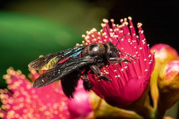 Bumble l'ape sui fiori rosa nel giardino