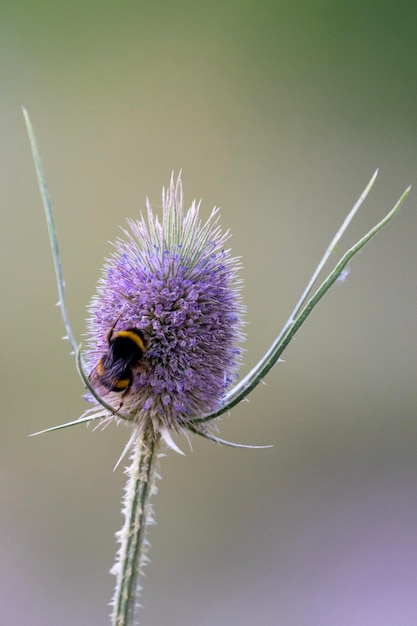 Bumblebee appollaiato sui fiori di un cardo in estate