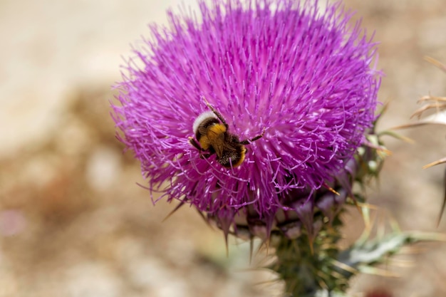 Bumblebee Bombus raccoglie il nettare da un fiore lilla