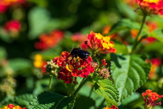 Bumblebee che impollina ed estrae il nettare dai fiori