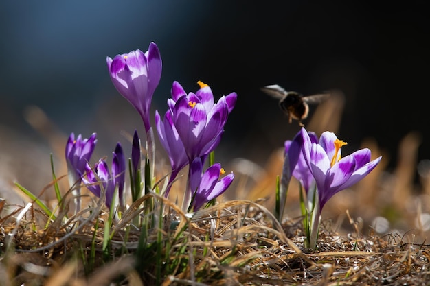 Bumblebee che impollina lo zafferano sul prato in estate