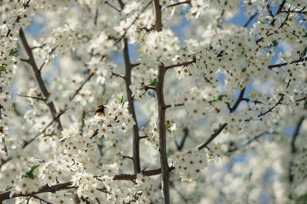 Bumblebee che raccoglie nettare sul fiore dell'albero in fiore nel giardino primaverile