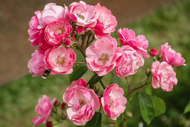 Bumblebee che vola al fiore rosa sul cespuglio di rose in fiore