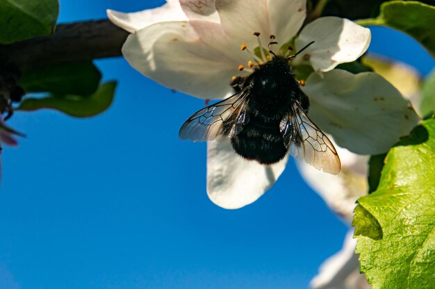 Bumblebee con le ali trasparenti su un fiore dell'albero