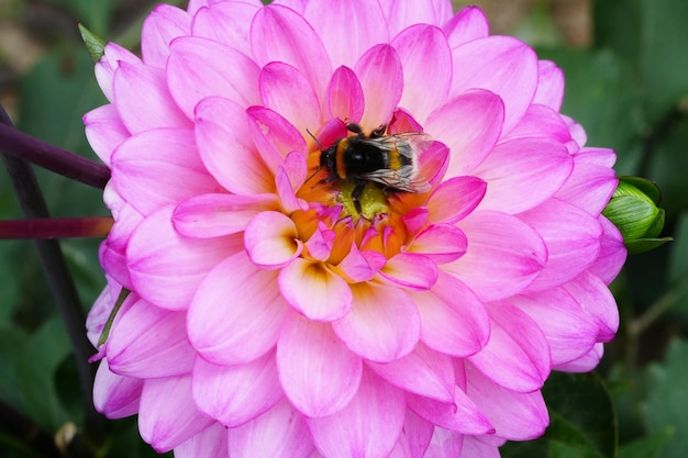 Bumblebee in fiore di dalia Bellissimo ritmo di primo piano del crisantemo e consistenza di petali delicati