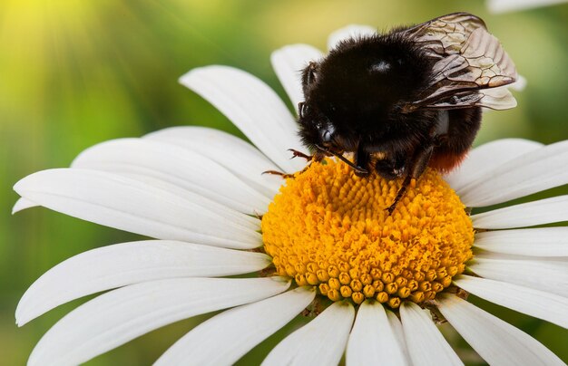 Bumblebee in margherita per il tuo design