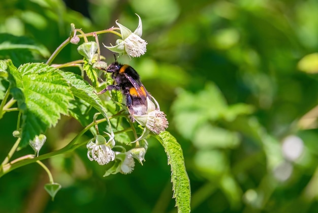 Bumblebee raccoglie il nettare dai fiori di lampone in fiore Primo piano