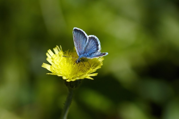 Bumblebee raccoglie il nettare sul fiore di cardo