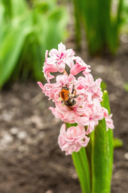 Bumblebee seduto su un giacinto rosa Stagione primaverile di piante in crescita Fioritura tradizionale