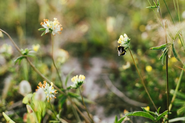 Bumblebee su fiori selvaggi gialli nel prato estivo Bumble bee impollinatrice anthyllis vulneraria