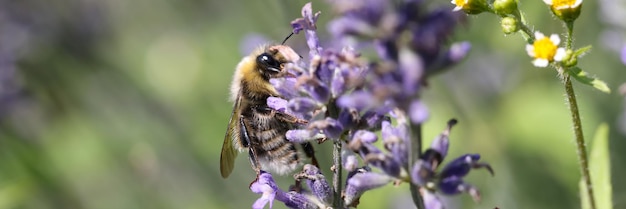 Bumblebee su lavanda in campo fiorito in estate meravigliosi fiori blu della flora in estate