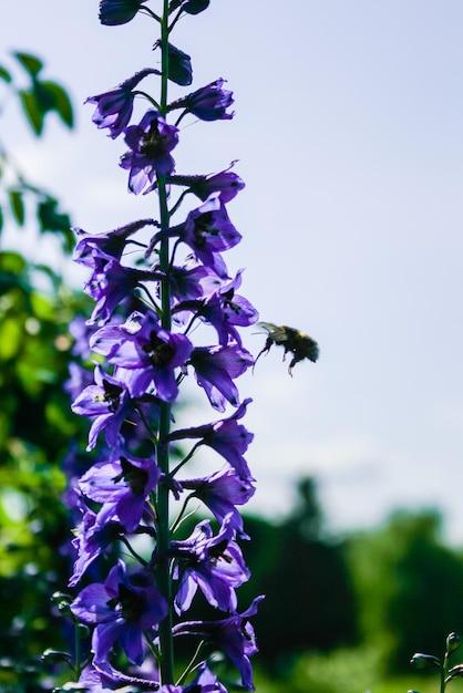 Bumblebee su un fiore di campo viola alla ricerca di qualcosa di gustoso