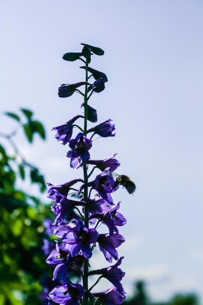 Bumblebee su un fiore di campo viola alla ricerca di qualcosa di gustoso