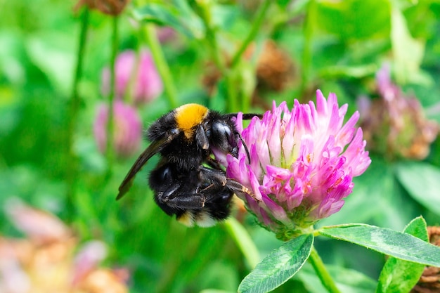 Bumblebee su un trifoglio