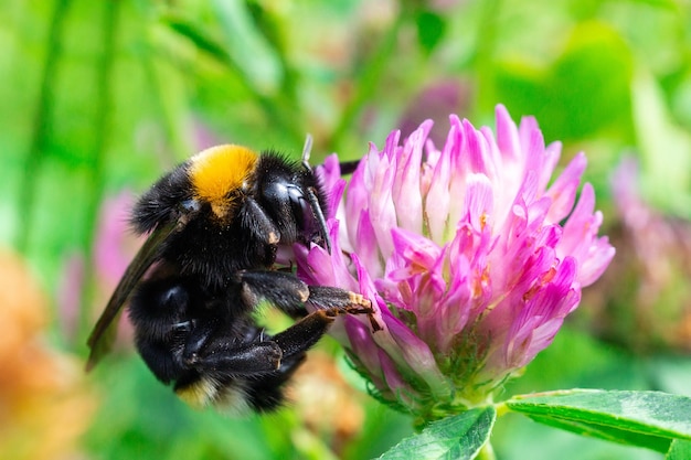 Bumblebee su un trifoglio