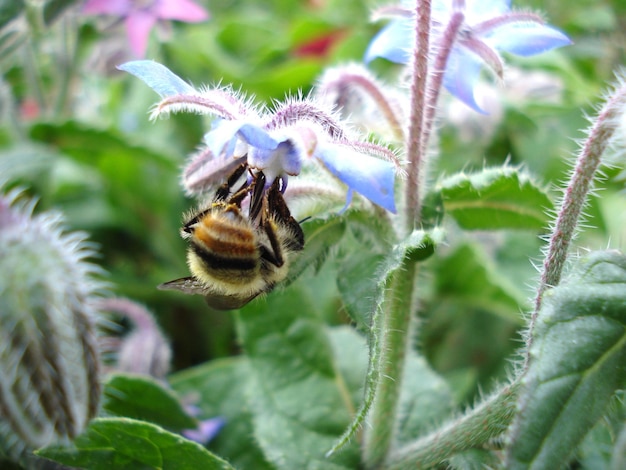 Bumblebee sul fiore blu della borragine Colpo a macroistruzione