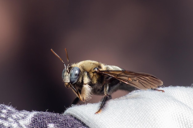 Bumblebee sul tessuto