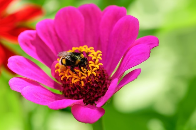 Bumblebee. Un grande calabrone si siede su un fiore rosa in una giornata di sole splendente.