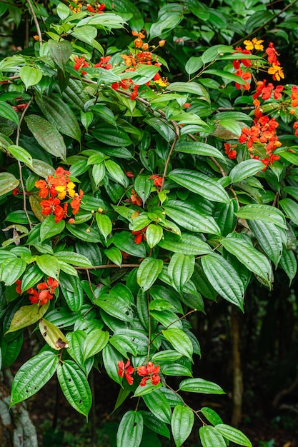 Bunga Phanera Kokiana o Bauhinia kockiana, un genere di piante da fiore della famiglia delle leguminose