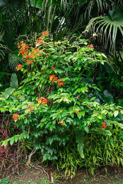 Bunga Phanera Kokiana o Bauhinia kockiana, un genere di piante da fiore della famiglia delle leguminose