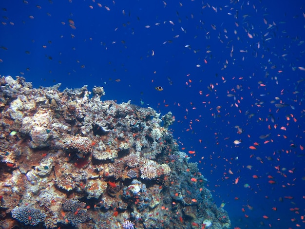 Bunte faerbige unterwasserwelt im roten meer