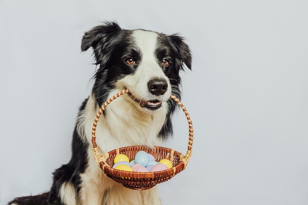 Buon concetto di Pasqua Preparazione per le vacanze Simpatico cucciolo di cane border collie che tiene cesto con uova colorate di Pasqua in bocca isolato su sfondo bianco Biglietto di auguri di primavera