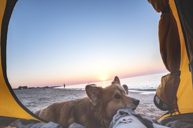 Buon fine settimana al mare - ragazza con un cane in tenda sulla spiaggia all'alba. Paesaggio ucraino al Mar d'Azov, Ucraina