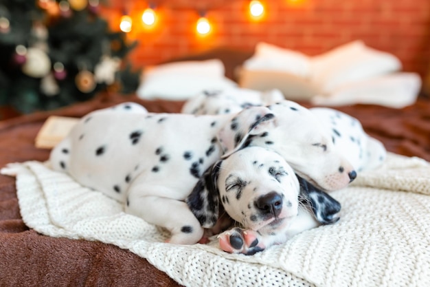 Buon Natale Cuccioli dalmati felici sdraiati sullo sfondo di un elegante albero di Natale