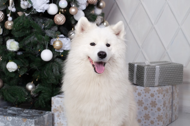 Buon Natale e buone feste. Nuovo anno 2020. Il cane Samoiedo si trova nel salotto degli interni di Natale.