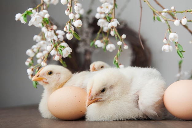 Buona Pasqua, biglietti di auguri, galline, uova, corone di primavera, alberi in fiore.