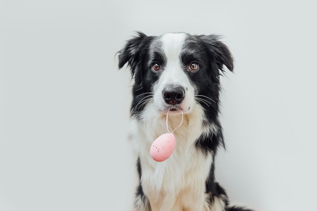 Buona pasqua concetto preparazione per le vacanze simpatico cucciolo di cane border collie che tiene l'uovo di pasqua in mout...