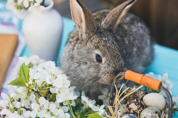 Buona pasqua - coniglietto con un cesto di uova sullo sfondo di fiori di ciliegio