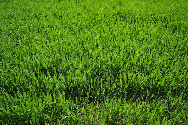 Buoni raccolti di grano d'inverno nel campo agricolo primaverile Brotti verdi di grano di inverno sullo sfondo Veduta di prato verde con coltivazione di giovani cereali erba Impresa agricola Triticum aestivum