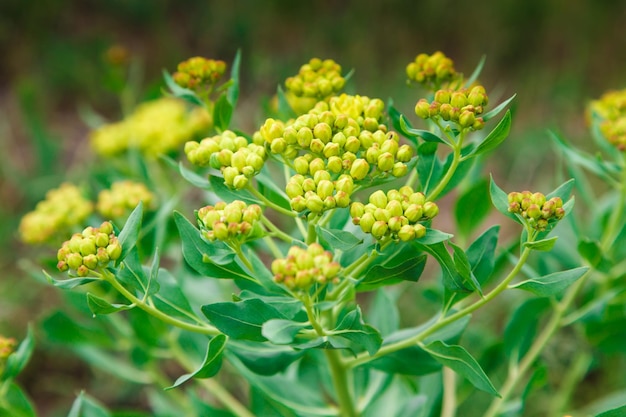 Bupleurum rotundifolium Pianta selvatica presa in primavera Pianta medica medicinale Fiore di struttura naturale pianta a foglie strette