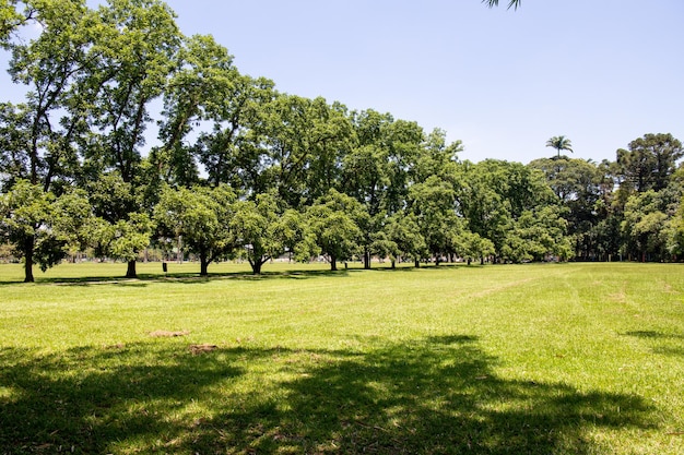 Burle Marx Park City Park a Sao Jose dos Campos Brasile tronchi d'albero