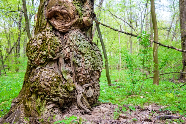 Burls sul tronco di quercia nel giorno di primavera